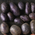 2 Lbs Purple Potato Tubers High Yielding for Outdoor Planting, Vegetables Potatoes Plants Bulbs Seeds, Heirloom Seed Potato Live Tuber