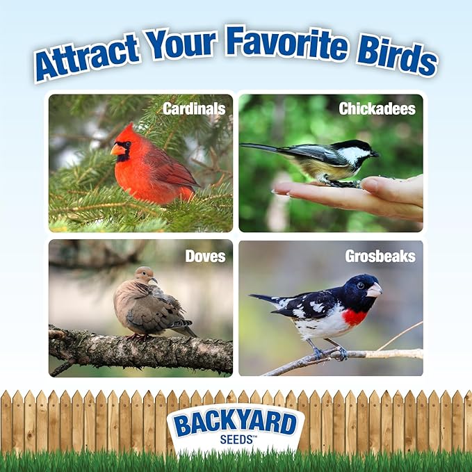 CountryMax Backyard Seeds Premium Blend Bird Seed 20 lb - to Attract Songbirds - Wild Bird Food Mix with Black Oil Sunflower (20 Pounds)