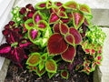 100+ Seeds Coleus Exotic (Black, Chocolate, Red Dragon, Watermelon) Indoor Full Sun - Flower Mix