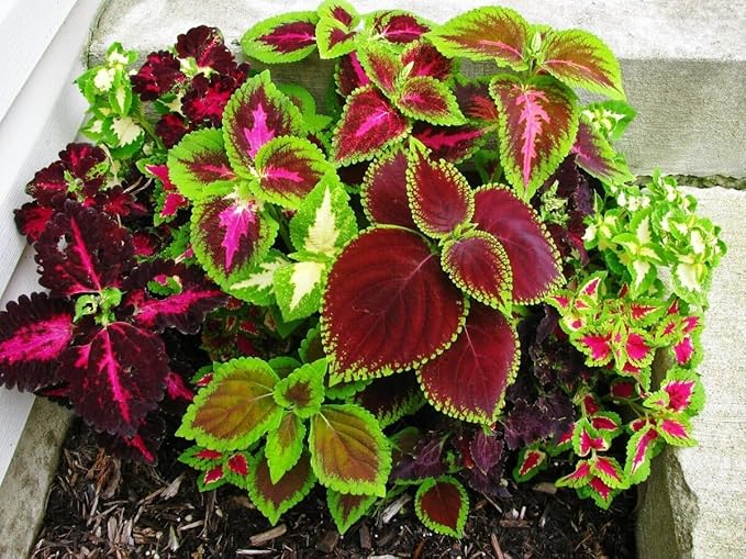 Seeds Coleus Variety Mix/Annual Flowers