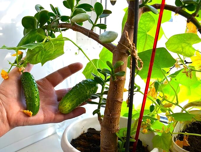 Seeds Indoor Cucumber Self-Pollinating 10 Seeds for Planting Non-GMO