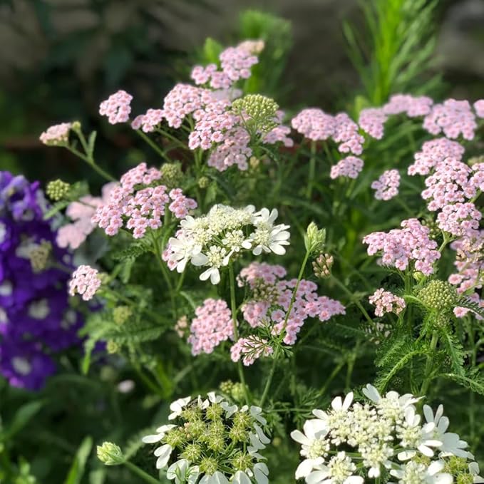 Colorful Yarrow Seeds for Planting, 1000+pcs Rare Perennial Achillea Yarrow Flower Seeds Non-GMO Heirloom Herbs Plants, Open Pollinated Beauty Home Garden for Outdoors