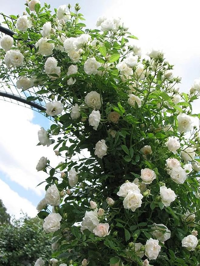 100+ Climbing Rose Mix Seeds Colorful Flower Garden Planting