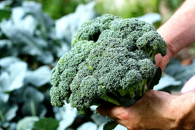 Seeds Broccoli 200+ Non-GMO Seeds for Planting Annual Plant in Spring or Fall