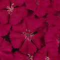 Dianthus Floral Lace Series Cherry ~25 Seeds – Dianthus chinensis x barbatus – Non-GMO, Annual/Biennial – Pelleted Flower Seeds – 8–10" Tall – Full Sun – 105–112 Days – Ornamental Bedding Plant