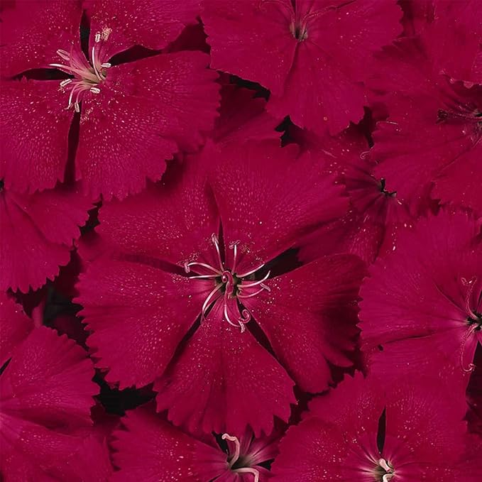 Dianthus Floral Lace Series Cherry ~25 Seeds – Dianthus chinensis x barbatus – Non-GMO, Annual/Biennial – Pelleted Flower Seeds – 8–10" Tall – Full Sun – 105–112 Days – Ornamental Bedding Plant