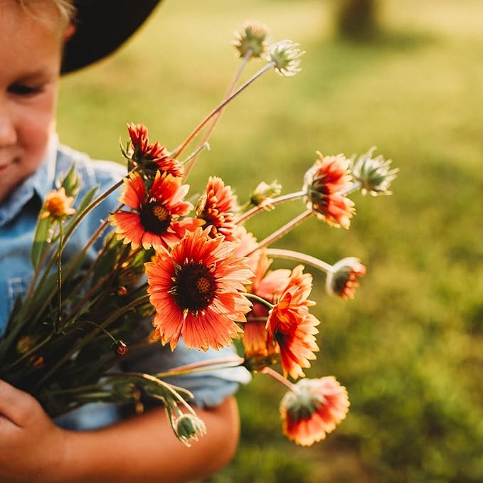 Blanket Flower Perennial Wildflower - 100 Seeds - Drought Tolerant Wildflower, Pollinator-Friendly, Perennial Flower Seeds for Planting Outdoors in The Home Garden, Thresh Seed Company