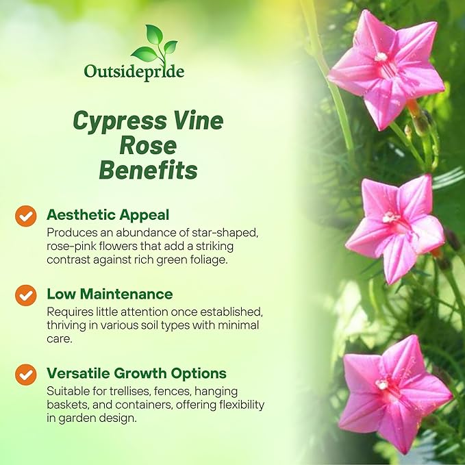 Outsidepride Rose Cypress Vine Seeds - 200 Pcs Annual Flower Seeds with Nectar-Rich, Star-Shaped Flowers & Feathery, Fern-Like Leaves for Fences, Trellises, Pergolas & Vertical Gardens