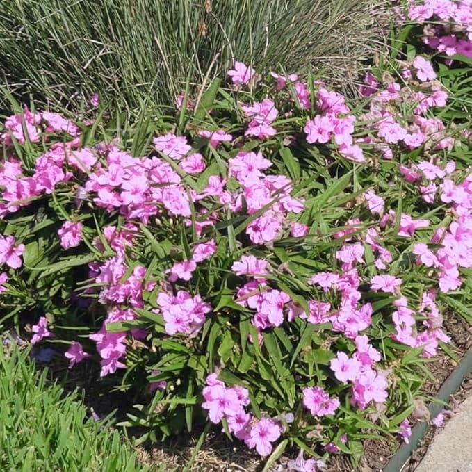 Set 6 Dwarf Pink Mexican Petunia Plants Live, Perennial Outdoor Growing, Startrer Size 4-6" in Tall, Long Blooming Season, Landscapes, Borders, Ground Cover