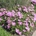 Set 6 Dwarf Pink Mexican Petunia Plants Live, Perennial Outdoor Growing, Startrer Size 4-6" in Tall, Long Blooming Season, Landscapes, Borders, Ground Cover