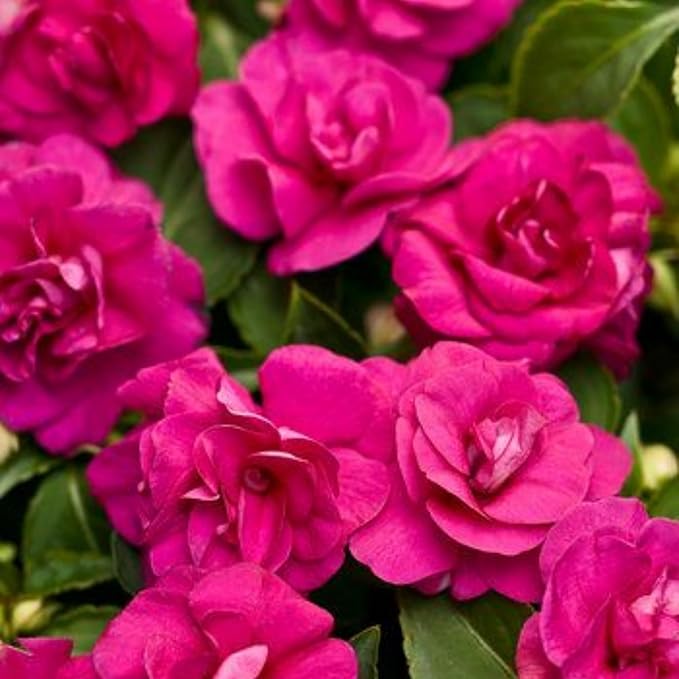 350+ Double Impatiens Seeds for Planting Perennial Annual Mixed Camellia Impatiens Balsamina Balsam Seeds Double Flower Borders Containers Outdoor