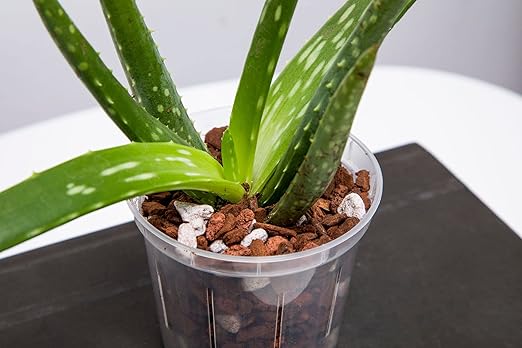 rePotme Houseplant Food - All Purpose Indoor Plant Fertilizer - Feed ME! Houseplant Liquid Fertilizer (8 oz)