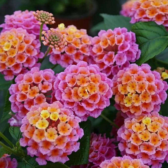 Lantana Flower Seeds for Planting - 300+ Mixed Color Flower Seeds to Plant Great for Hummingbirds and Butterflies