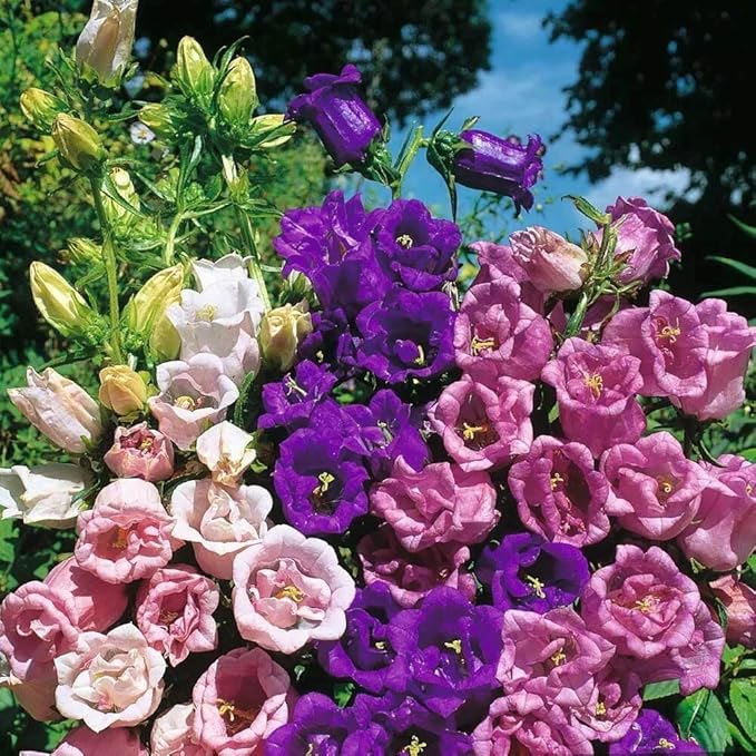 NIKA SEEDS - Seeds Flowers Canterbury Bells Double Mix (Cups and Saucers) Biennial - 500 Seeds