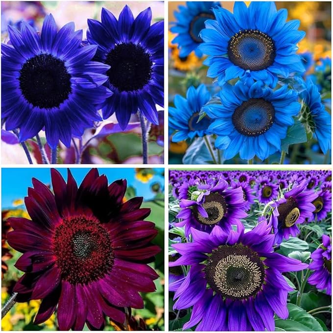 200+ Perennial Sunflower Flower Seeds for Planting Attracts Butterflies & Bees Heirloom Non-GMO