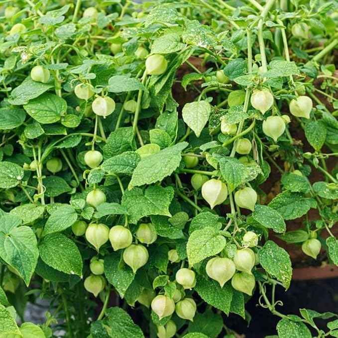 Premium Cape Gooseberry Seeds (Physalis peruviana) – 700+ Non-GMO Heirloom Seeds for Planting – Sweet, Tangy Ground Cherries with High Germination Rate
