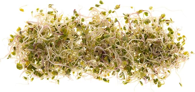Spicy Sprouting Mix | Contains Tendergreen, Radish & Crimson Clover Seeds for Sprouting | Non GMO Heirloom Seeds | Bulk 1 LB Resealable Bag | Rainbow Heirloom Seed Co.