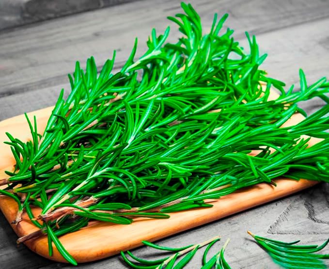 Seeds Rosemary - Heirloom Herb - GMO Free