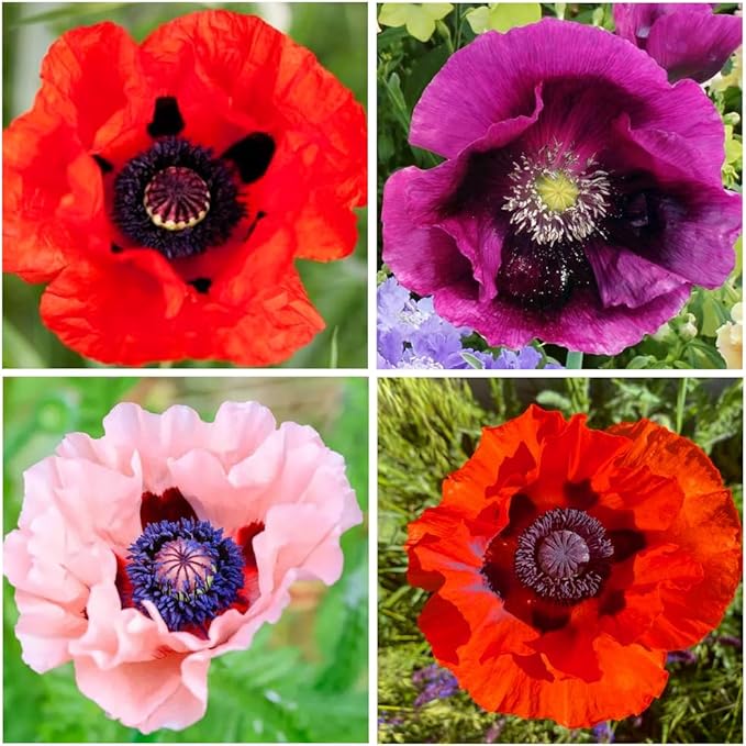 1050+ Poppy Flower Seeds for Planting Outdoor
