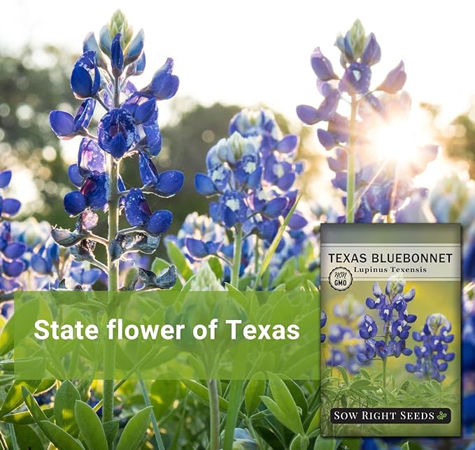 Sow Right Seeds - Texas Bluebonnet Seeds to Plant - Non-GMO Heirloom Seeds -Full Instructions for Planting - Beautiful Perennial Blue Blooms -Sweet Addition to Your Yard (2)