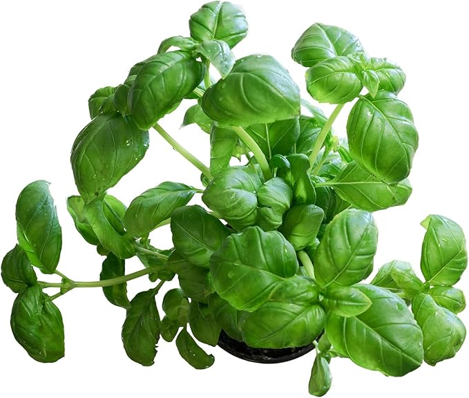 10 Sweet Basil Plants, Large Leaf Basil Live Plants in Pot, 4 to 6 Inches Long, Basil Plants for Growing Indoors Outdoors Hydroponics, Herb Plant Live