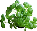 10 Sweet Basil Plants, Large Leaf Basil Live Plants in Pot, 4 to 6 Inches Long, Basil Plants for Growing Indoors Outdoors Hydroponics, Herb Plant Live