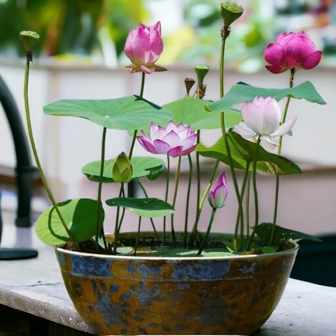 20pcs Mixed Pink, Red & Green Color Bowl Lotus Seeds for Planting Beautiful Water Plants for Indoor Bonsai, Outdoor Ponds (Lotus Seeds (for Germination))