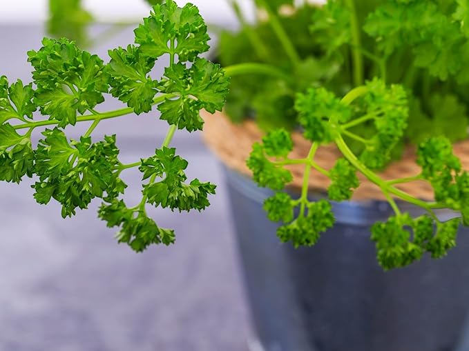 KIRA SEEDS - Seeds Leaf Itatian Parsley - Indoor - 2000 Seeds - Heirloom Herb - GMO Free
