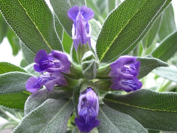 Seeds Sage (Salvia officinalis) Heirloom Herbs for Planting Non GMO