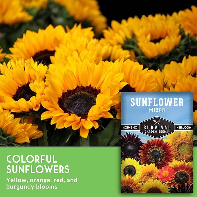 Mixed Sunflower Seeds for Planting | Colorful Blend of Heirloom Varieties for Cut Flowers & Pollinators – Heirloom Non-GMO – Survival Garden Seeds (2 Packs)
