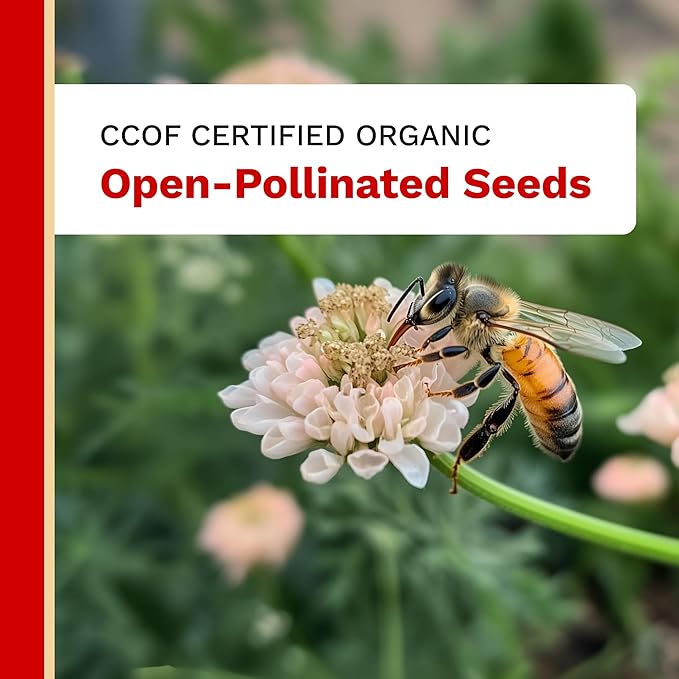 The Harvest Company Organic Seeds Collection – USDA Certified, Non-GMO, Open-Pollinated for Indoor & Outdoor Planting (Lacinato Kale (250/Seeds))