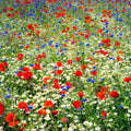 Eden Brothers Field of Dreams Flower Mixed Seeds for Planting, 1/4 lb, 120,000+ Seeds with German Chamomile, Cornflower | Attracts Pollinators, Plant in Spring or Fall, Zones 3, 4, 5, 6, 7, 8, 9, 10