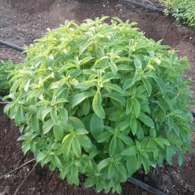 2 Stevia Plants Live for Planting, 4-8" Tall, Well Rooted Stevia Herb Live Plants Indoor Outdoor
