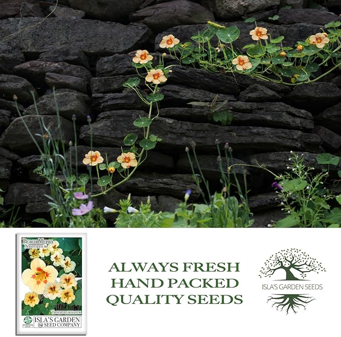 Peach Melba Dwarf Nasturtium Seeds (Tropaeolum nanum) – 30+ Heirloom Non-GMO Seeds by Isla’s Garden Seeds, Compact Edible Flower, Cream Peach Blooms with Red Centers, Container Friendly, Fast Growing