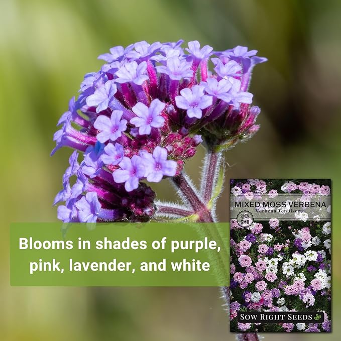 Sow Right Seeds - Mixed Moss Verbena (Verbena tenuisecta) Flower Seeds for Planting - Excellent Ground Cover - Non-GMO Heirloom Seeds - Creeping Perennial - Multicolor Blooms - Attract Pollinators