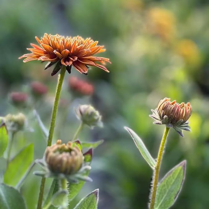 NYGardenia 500 Black Eyed Susan Seeds – Rustic Orange & Yellow Rudbeckia Autumn Garden Flower, Heirloom, Non-GMO