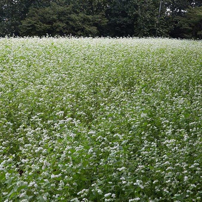 Food Plot Seeds for Planting - Grow Food for Deer, Turkey, Elk, Phesants, Quail and Other Wild Game (Buckwheat - 8 Oz.)