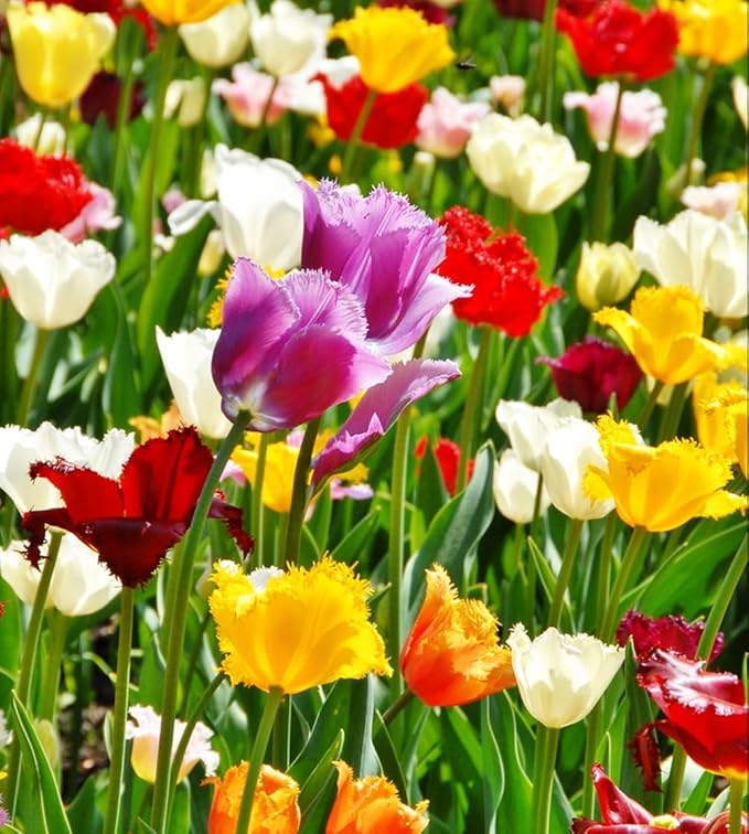 Tulipa Fringed Mixture Tulip Bulbs Size 11/12 for Planting - Plant in Fall, Winter or Early Spring (Fringed Mixture, 15, Count)