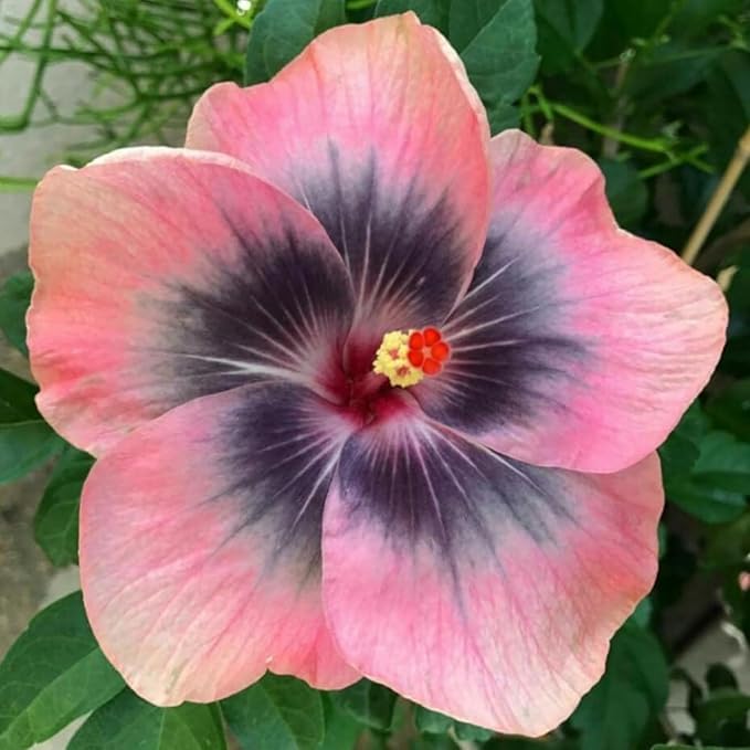 Hibiscus Flower Seeds for Planting - Exotic Plant Bonsai Seeds Giant Flower Tropical Potted Plants Seeds Non-GMO Heirloom Seeds Perennial Flower