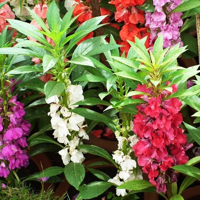 50+ Seeds Colorful Garden Balsam Impatient - Flower Mix