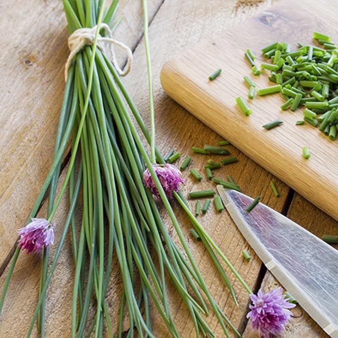 400+ Seeds Garlic Chives Onion - Vegetable Green