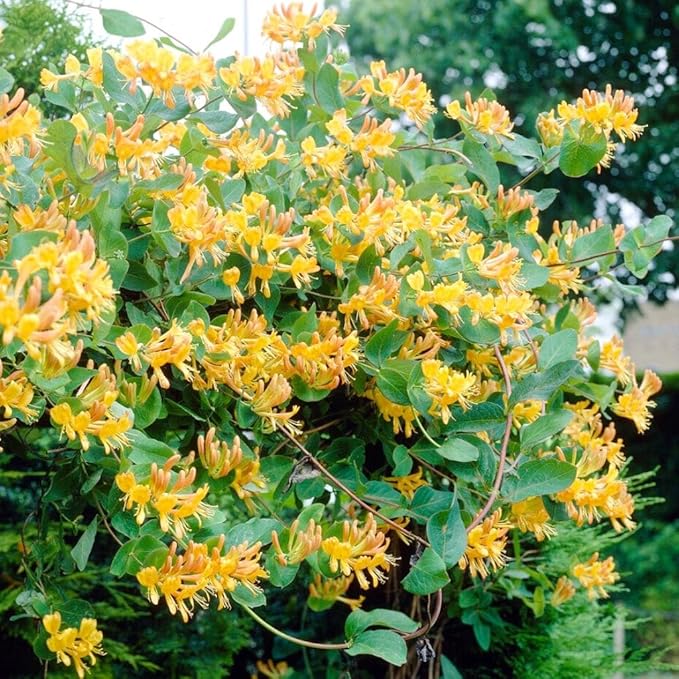 200+ Honeysuckle Flower Seeds for Planting Outdoor-Heirloom Non-GMO Honeysuckle Fragrant Flower Seeds