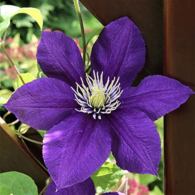 50 Dark Purple Clematis Seeds Bloom Climbing Non-GMO, Heirloom Seeds Perennial Flower Seeds Garden Flower