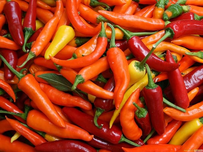 Seeds Vegetable Ornamental Chili Pepper Mix Decorative Rainbow Plant - 30 Seeds