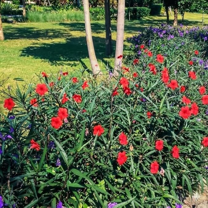 Set 6 Brazilian Red Mexican Petunia Plants Live, Perennial Outdoor Growing, Startrer Size 4-6" in Tall, Long Blooming Season, Landscapes, Borders, Ground Cover