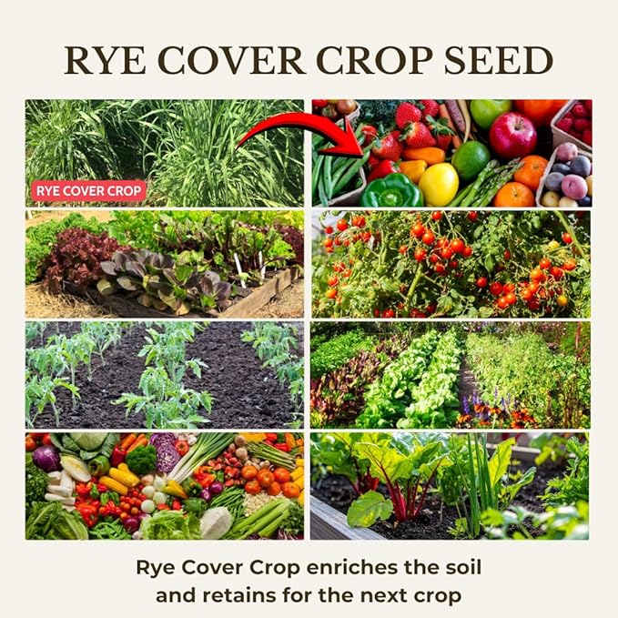 5 Pound Rye Cover Crop Seeds, Fast-Growing Rye Grass Seed for Lawn, Outdoor Planting