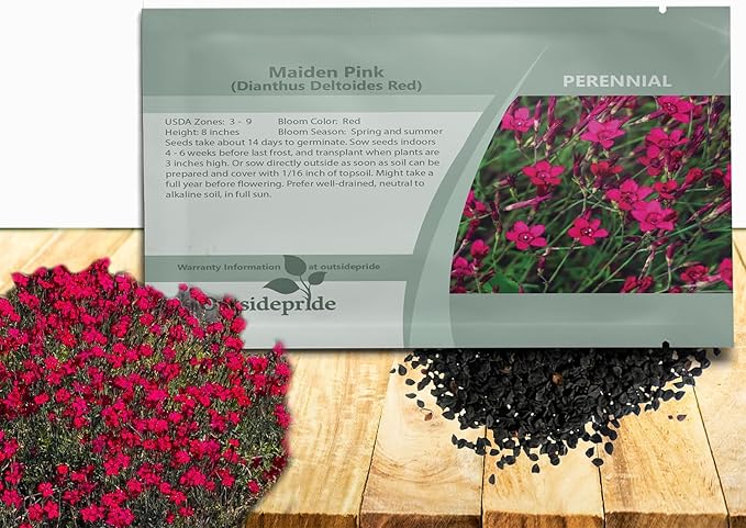 Outsidepride Deltoides Maiden Pink Dianthus Seeds for Planting - 10000 Pcs Easy to Grow Hardy Perennial Flower Seeds with Colorful & Fragrant Blooms for Mixed Planting, Containers & Pollinator Gardens