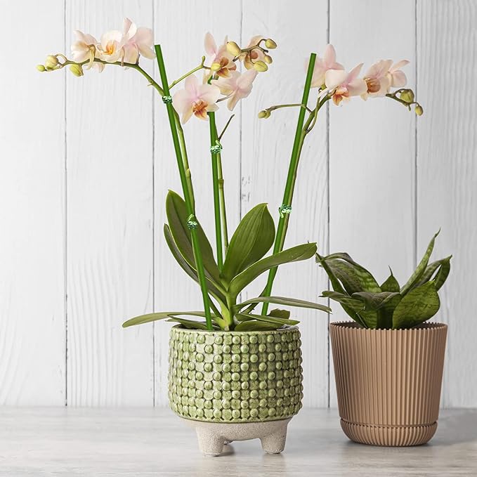 20Pcs Plant Stakes,Plant Sticks,Garden Green Bendable Single Stem Plant Support Stakes for Indoor and Outdoor Plants,Potted Plants,Flowers Orchid Peony Rose-18 Inches