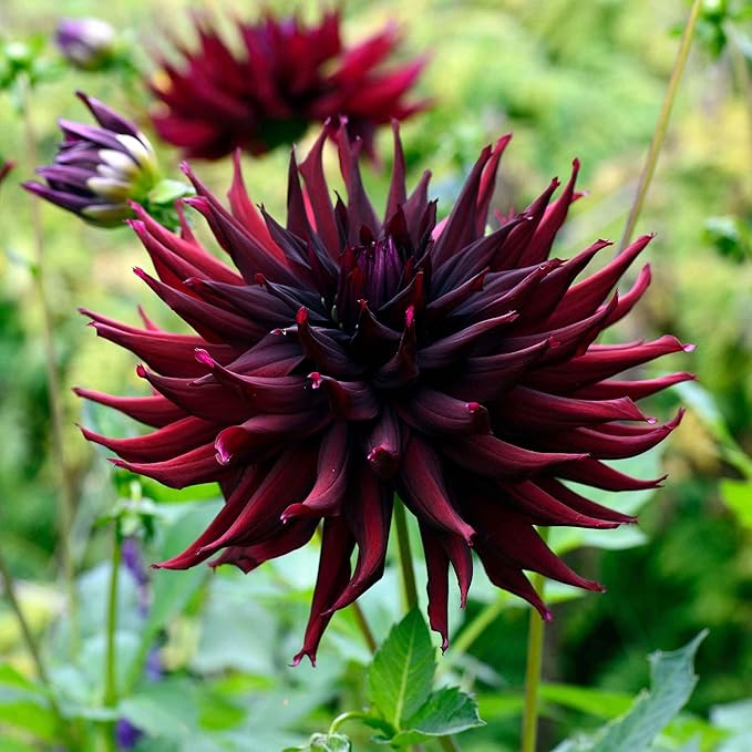 Eden Brothers Dahlia Bulbs (Semi-Cactus) - Black Narcissus, Non-GMO Bulbs for Planting, 4 Bulbs | Low-Maintenance Flower Bulbs, Plant During Spring, Zones 8, 9, 10, 11