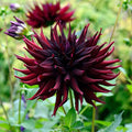 Eden Brothers Dahlia Bulbs (Semi-Cactus) - Black Narcissus, Non-GMO Bulbs for Planting, 2 Bulbs | Low-Maintenance Flower Bulbs, Plant During Spring, Zones 8, 9, 10, 11
